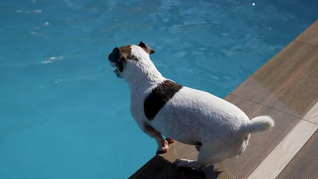 Jack Russell Terrier puppy dog swimming in pool. Jack Russell dog swimming in backyard pool