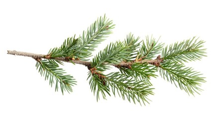 Fototapeta premium Pine Christmas Twig. Green Isolated Spruce Evergreen Nature