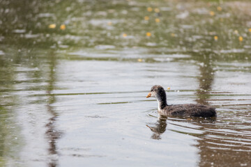 Black coot - Fulica atra a small cub swims on the surface of the pond