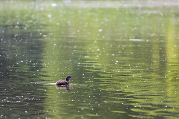 Black coot - Fulica atra a small cub swims on the surface of the pond