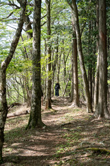 気持ちいい新緑の森