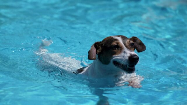 Jack Russell Terrier puppy dog swimming in pool. Jack Russell dog swimming in backyard pool