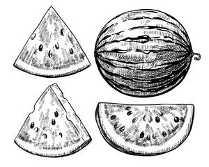 Watermelon vintage vector food sketch drawing