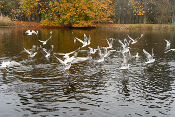 Flock of seagulls taking flight from a pond, water ripples, autumn foliage background, vibrant leaves