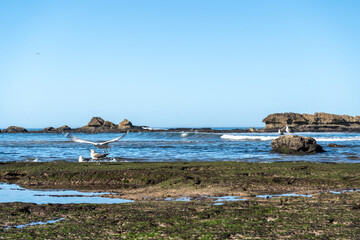 Seagull on ocean shore stone looking for food at low tide. Big yellow-legged gulls in Essaouira, natural beauty