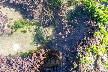 Rocky bottom at low tide, underwater scene, green and purple seaweed, clear water, rocky substrate