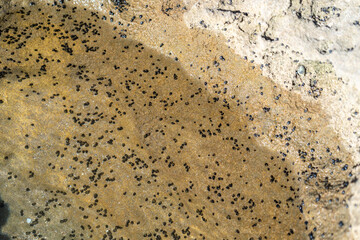 Many small shells on the rocks at low tide, rock surface covered with small black marine organisms