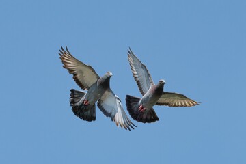 Pigeons in flight against a clear blue sky
