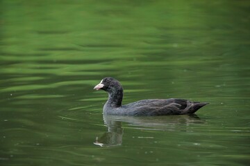 Close-up of a black juvenile swimming in a calm green lake on a serene day