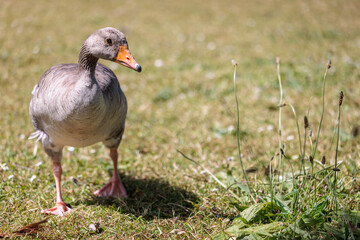 Close up of a Greylag goose