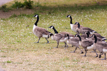 group of Goose on riverside , river thames, berkshire, england