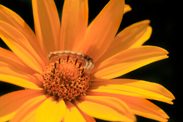 Colorful bugs in summer garden