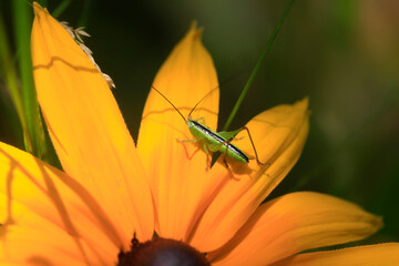 Colorful bugs in summer garden