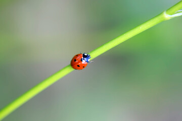 Colorful bugs in summer garden