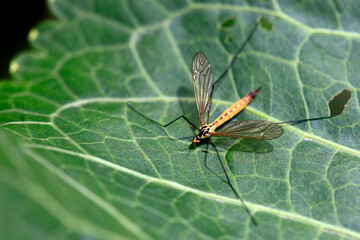 Colorful bugs in summer garden