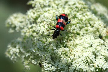 Colorful bugs in summer garden