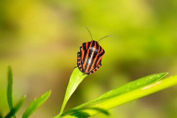 Colorful bugs in summer garden