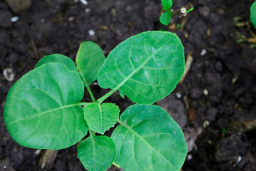 Close-up view of kale grow up in vegetable garden
