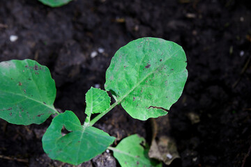 Close-up view of kale grow up in vegetable garden