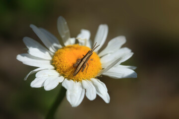 Obraz premium Colorful bugs in summer garden