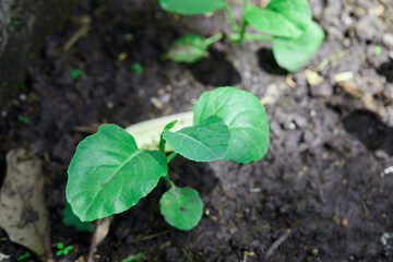 Close-up view of kale grow up in vegetable garden