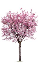 Obraz premium Vibrant Pink Cherry Blossom Tree on Plain White Background