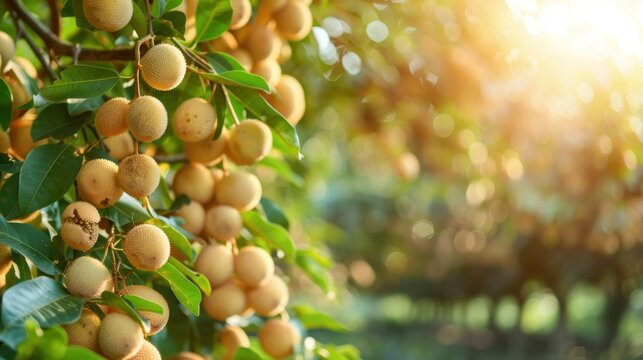 Longan in orchards,Tropical fruits young longan in Chiang Mai Thailand,It has a sweet taste that is popular to eat fresh or sometimes it can be dried to keep it for a long time as a food preservation