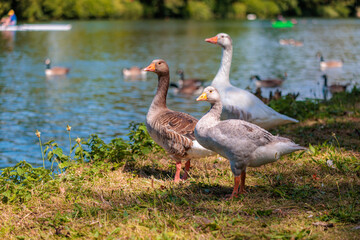 Goose showing its wing, river thames, berkshire, england