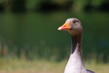 Close up of a Greylag goose