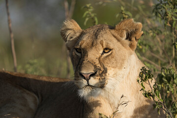 lion in the grass