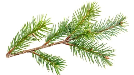 Obraz premium Pine Christmas. Isolated Green Spruce Twig in Nature, Evergreen Fir Tree