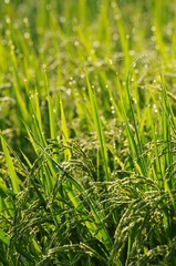 朝露の雫に濡れる稲穂です。