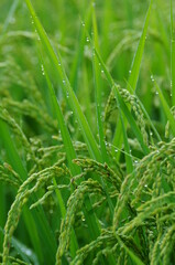 朝露の雫に濡れる稲穂です。