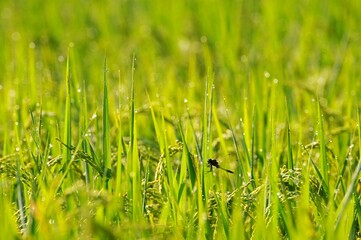 朝露に輝く稲穂とトンボです。