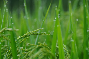 朝露の雫に濡れる稲穂です。