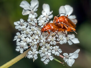 Male and female Common Red Soldier Beetles mating on white flower