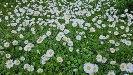 daisy field background close up