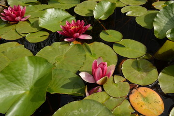 Pond with dark pink water lilies. View from above
