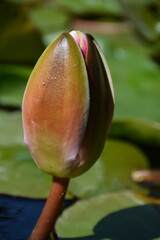 Large closed bud of pink water lily close-up