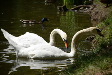 Two white swans nibble grass on the shore of a lake