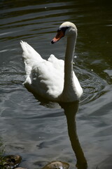 White swan swims beautifully on the lake