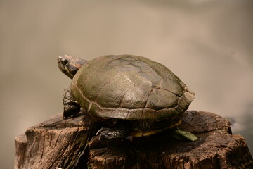 A large turtle sits on a wooden stump near the lake