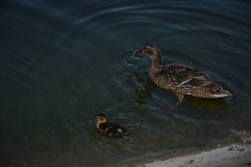 Wild duck with duckling in a pond in the evening