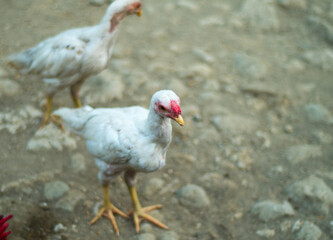 portrait of a white chicken
