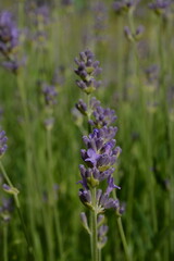 Purple lavender flower close up on blurred background