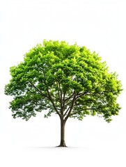 Obraz premium Lush Green Sycamore Tree on Plain White Background