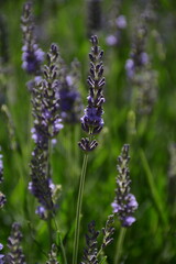 Spikelets of purple lavender on a field on a cloudy day