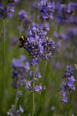 Summer bumblebee sitting on a purple lavender flower