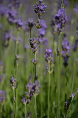 Obraz premium Tall sprouts of lavender flowers on the field