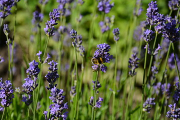 Bees and bumblebees sit on lavender flowers on a field